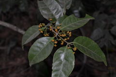 Salacia fruticosa